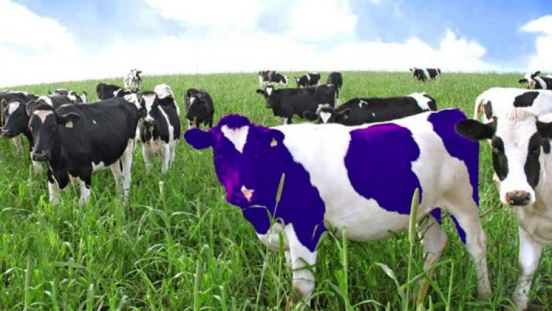 Have a Purple Cow!